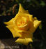 Always Love You rose photo