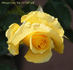 Always Love You rose photo