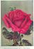 Julia, Countess of Dartrey rose photo