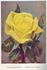 Golden Gleam rose photo