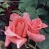 Lubinka rose photo