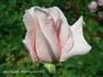 Cagalka Liliana rose photo