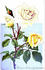 Madame Chédane-Guinoisseau rose photo
