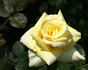 Astor Perry rose photo