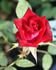 Bonfire ™ rose photo