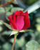Bonfire ™ rose photo