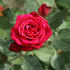 Chattooga ™ rose photo