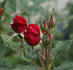 Chattooga ™ rose photo