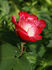 Charismatic ™ rose photo