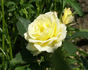 Providence ™ rose photo