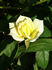 Providence ™ rose photo