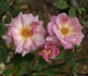 Seattle Scentsation ™ rose photo