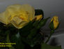 Honeymoon rose photo