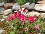 Debidue ™ rose photo