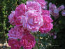 Anči Böhmová rose photo