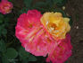 Firlefanz rose photo