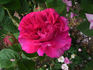 Invincible rose photo