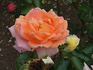 Lichtblick rose photo