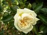 Fernand Tanne rose photo