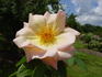 Buff King rose photo