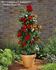 Latino Courtyard rose photo