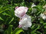 Rita Bugnet rose photo