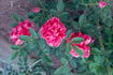 Peony rose photo