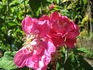 Wilbur rose photo