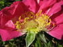 Wilbur rose photo