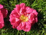 Wilbur rose photo