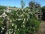 Ames Climber rose photo
