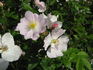 Ames Climber rose photo
