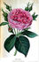 Comtesse de Rambuteau rose photo