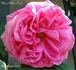 Madame Arthur Oger rose photo