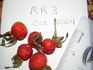 Ross Rambler 3 rose photo