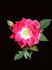 Merlot rose photo