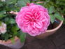 Allerhop rose photo