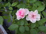 Catweazle rose photo
