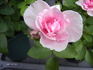 Catweazle rose photo