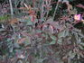 <i>Rosa rubrifolia</i> x <i>Rosa woodsii</i> rose photo