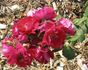 E05 rose photo