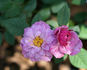 Orchid Jubilee ™ rose photo