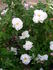 Reta Bugnet rose photo
