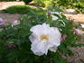 Reta Bugnet rose photo