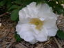 Reta Bugnet rose photo