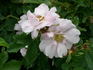 Gay Centennial rose photo