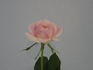 Callie Liane rose photo