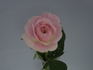 Callie Liane rose photo