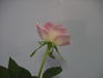 Callie Liane rose photo