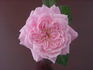 Callie Liane rose photo